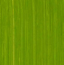 Michael Harding Oil Paint Cadmium Green 40ml