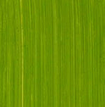 Michael Harding Oil Paint Cadmium Green 40ml