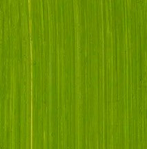 Michael Harding Oil Paint Cadmium Green 40ml