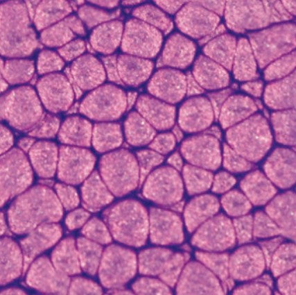 Pebeo Fantasy Primse Paint Pearl Violine 45ml