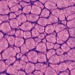 Pebeo Fantasy Primse Paint Pearl Violine 45ml