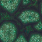 Pebeo Fantasy Primse Paint Leaf Green 45ml