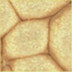 Pebeo Fantasy Primse Paint Antique Gold 45ml