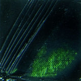 Pebeo XL Oil Paint Sap Green 200ml