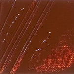 Pebeo XL Oil Paint Burnt Sienna 200ml