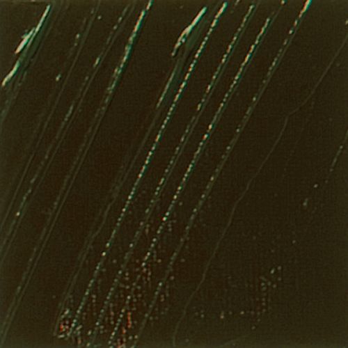 Pebeo XL Oil Paint Raw Umber