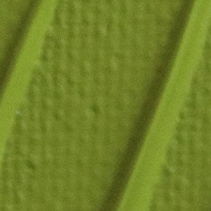 Pebeo Origin Acrylic Paint Light Olive Green 60ml