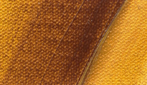 Schmincke Norma Professional Oil Paint Transparent Ochre 35ml