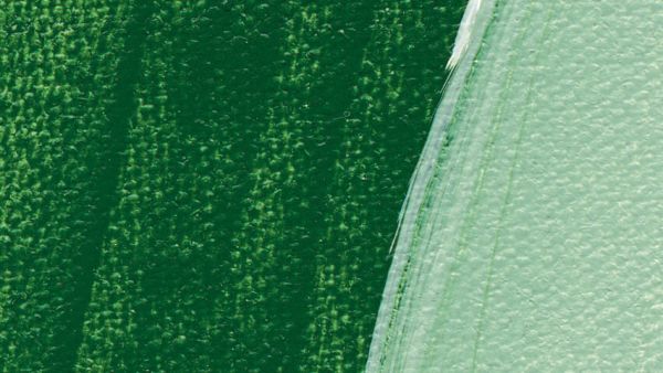 Schmincke Akademie Acrylic Paint Leaf Green 60ml