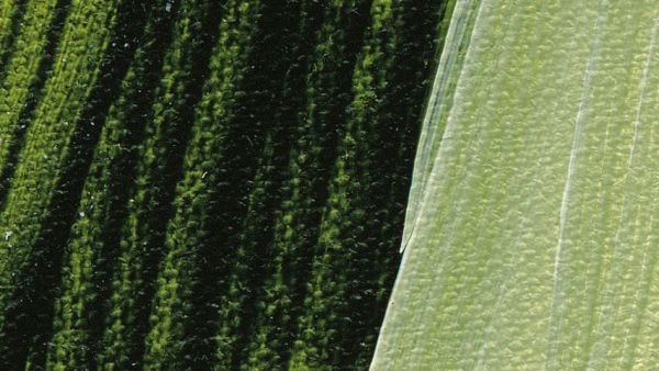 Schmincke Akademie Acrylic Paint Sap Green